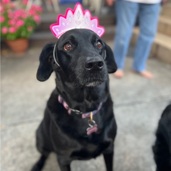 Pics and a little about me🌷VET BILLS ARE PILING UP! MAKE OFFERS PLEASE!🙏🏼🙏🏼🙏🏼 - Picture 15 of 16